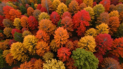 Vibrant autumn forest aerial view with red orange and yellow trees