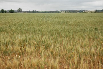 Wheat crops in northern Argentina
