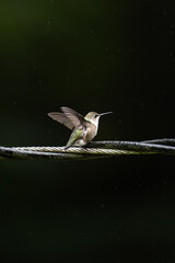 Landing Hummingbird in Rain