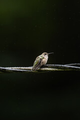 Hummingbird in rain