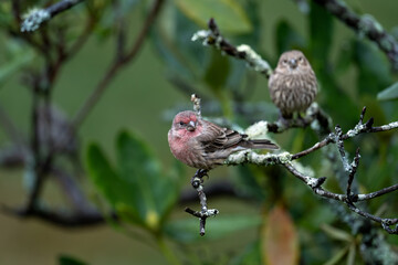 House Finches