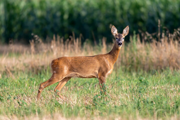 Roe deer in a field