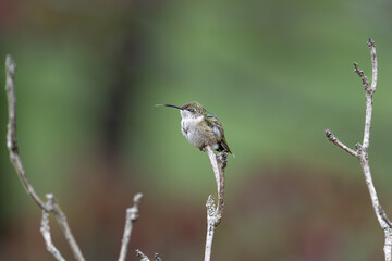 Hummingbird tongue out