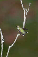 Landing Hummingbird
