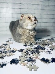 Nice cute scottish cat and puzzle pieces details play relax rest at home 