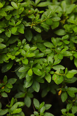 green leaves background