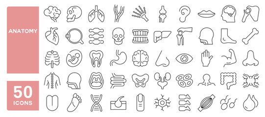Set of 50 line icons related to anatomy, human, body, parts, organs, skeleton, skull, heart, brain, lungs, kidneys, stomach, liver, ear, nose, mouth, eye, bones, Editable stroke. Vector illustration