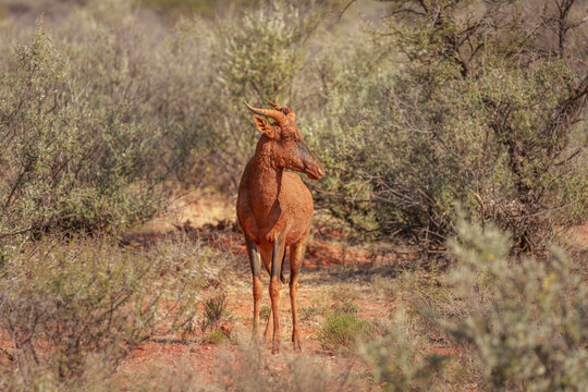 Common tsessebe (Damaliscus lunatus) covered with dry red mud after taking a mud bath, mokala national park, South Africa