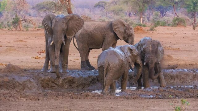 African elephant (Loxodonta africana); group of four taking a mud bath, Botswana