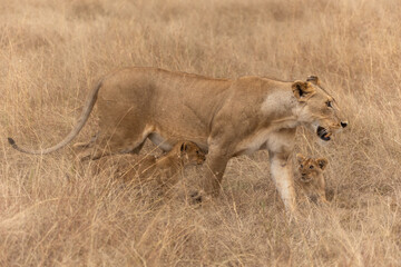 Löwenmutter mit 2 Babies