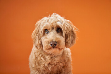 A Labradoodle with curly fur sits calmly, looking straight ahead with a serene expression against an orange background.