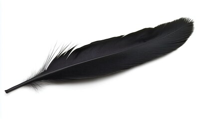 one single black birds feather isolated on white background