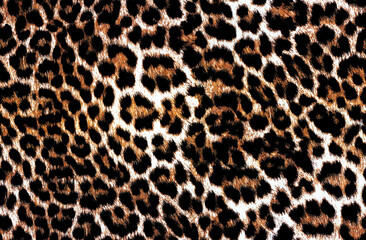 Leopard texture, animal print, african animal fur
