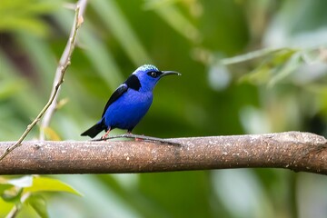 Red-legged honeycreeper, Cyanerpes cyaneus