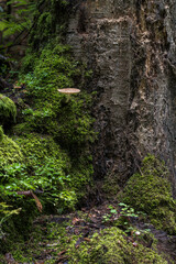 An inedible mushroom growing in moss near a tree trunk.
