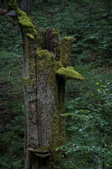Mushroom overgrown with moss on the trunk.
