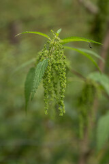 Green nettle flower and leaves.
