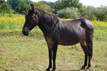 Obraz premium Maulesel oder Maultier mit dunkel braunem Fell und schöner Mähne grast auf einer grünen Weide auf einem Bauernhof an einem sonnigen Sommer Tag