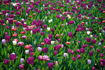 Purple and white tulips in the public park in springtime