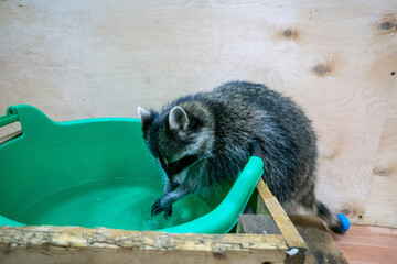 Raccoon portrait close-up