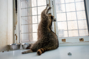 Raccoon portrait close-up