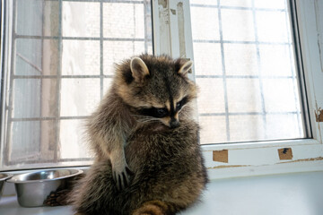 Raccoon portrait close-up
