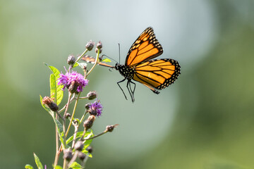 Monarch Butterfly (Danaus plexippus) landing on Purple Wildflower