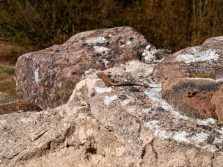 Lizard standing on a stone in the sun