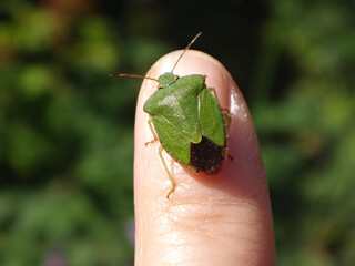 The green shield bug (Palomena prasina) sitting on human finger