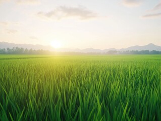 Fototapeta premium Serene Sunrise Over Rice Field
