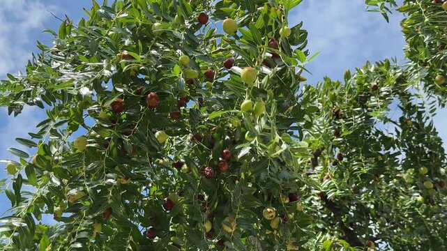 Tree with fruits red dates ziziphus jujuba, jujube, chinese date