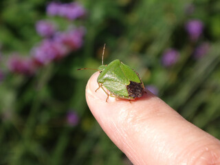 The green shield bug (Palomena prasina) sitting on human finger