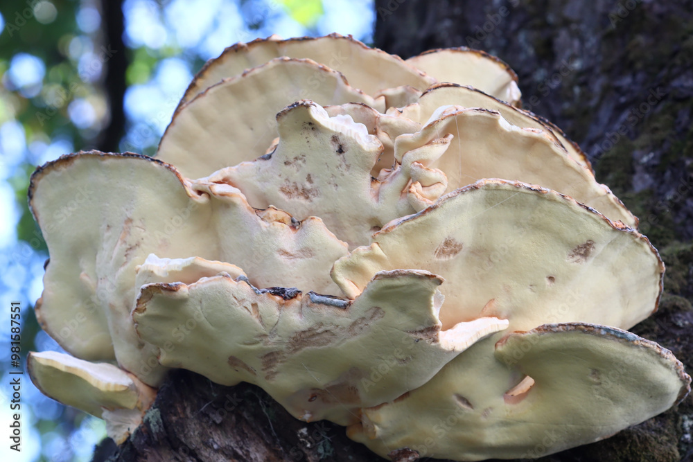 Poster close-up view of a mushroom growing on a tree branch, with detailed texture and natural surroundings