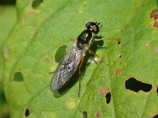 The twin-spot centurion fly (Sargus bipunctatus), female sitting on a leaf