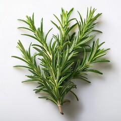 Fototapeta premium Isolated rosemary sprig with depth of field highlighting needle-like leaves and aromatic qualities