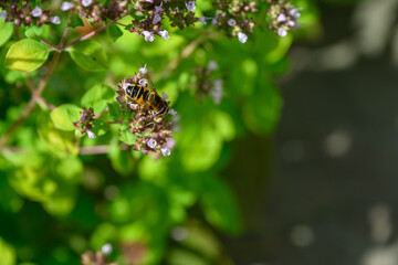A primrose fly on a motherwort flower.

