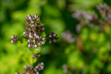 A primrose fly on a motherwort flower.

