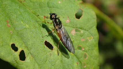 The twin-spot centurion fly (Sargus bipunctatus), female sitting on a leaf