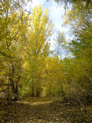 Autumn forest path. An orange tree with bright fiery yellow leaves in an autumn city park. Bright light of the sun. sunrise or sunset, view of the morning forest during a walk in the fresh air
