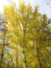 Autumn forest path. An orange tree with bright fiery yellow leaves in an autumn city park. Bright light of the sun. sunrise or sunset, view of the morning forest during a walk in the fresh air