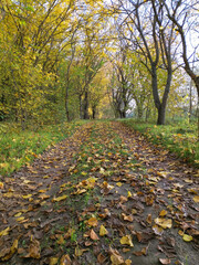 Autumn forest path. An orange tree with bright fiery yellow leaves in an autumn city park. Bright light of the sun. sunrise or sunset, view of the morning forest during a walk in the fresh air