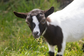 baby goat on the meadow