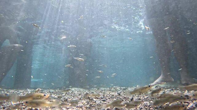 peque&ntilde;os peces nadando en manantial de agua clara