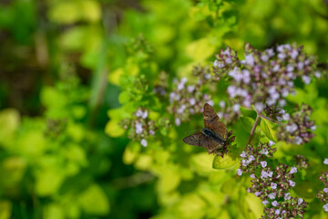 A female blue butterfly on a motherwort flower.
