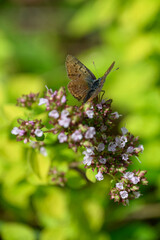 A female blue butterfly on a motherwort flower.
