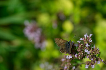A female blue butterfly on a motherwort flower.
