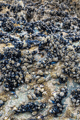 Mytilidae Molluscs and Barnacles on a Beach in Brittany, France