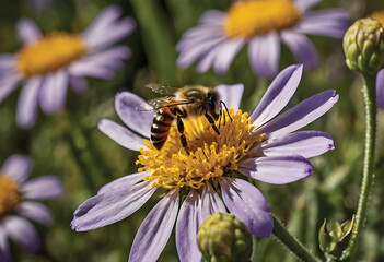 Abeja en una flor, insecto en una flor, bee resting on a flower