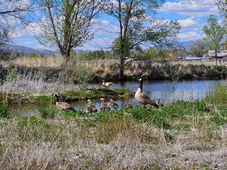 Family of geese © Crystal