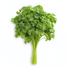 Fototapeta premium Freshly harvested parsley bunch on a white background ready for culinary use in various dishes and recipes
